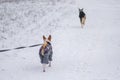 Basenji dog wearing coat and being on a lead walking on a snow covered road