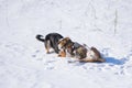 Basenji dog wearing winter coat fighting with bigger mixed breed black female dog