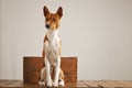 Basenji dog with a wooden wine crate Royalty Free Stock Photo