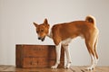 Basenji dog with a wooden wine crate Royalty Free Stock Photo