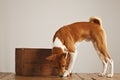 Basenji dog with a wooden wine crate Royalty Free Stock Photo