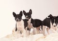 Basenji dogs puppie on the grey background