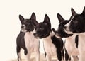 Basenji dogs puppie on the grey background Royalty Free Stock Photo