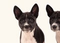 Basenji dogs puppies isolated over the white background