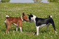 Basenji dogs sniffing each other