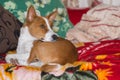 Basenji having rest on a favorite place