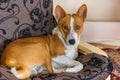 Basenji having rest on its favorite place in the chair