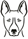 Basenji head black and white