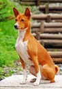 Basenji hunting dog