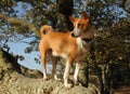 Basenji hunting dog Royalty Free Stock Photo