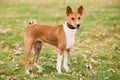 Basenji Kongo Terrier Dog. The Basenji Is A Breed Of Hunting Dog Royalty Free Stock Photo