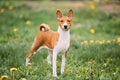 Basenji Kongo Terrier Dog. The Basenji Is A Breed Of Hunting Dog Royalty Free Stock Photo