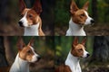 Basenji Kongo Terrier Dog, Red Basenji Portrait, African not Barking Dog, Abstract Generative AI Illustration