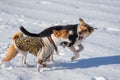 Basenji male dog attacking mixed-breed female dog