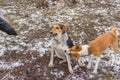 Basenji male dog bites mixed breed female dog on ther paw while playing outdoors