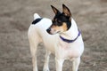 Basenji mix