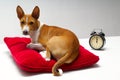 Basenji & pillow