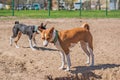 Dogs life, cute dog playing in park Royalty Free Stock Photo