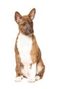 Basenji puppy