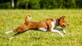 Basenji puppy running in the field on lure coursing competition Royalty Free Stock Photo