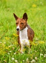 Basenji red dog on the grass Royalty Free Stock Photo