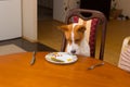 Basenji is regretting for tasty beefsteak stolen from master`s plate