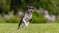 Basenji running in the field on lure coursing competition Royalty Free Stock Photo
