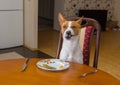 Basenji shows grimace of dissatisfaction sitting at the dinner table