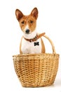 Basenji sits in the basket on white