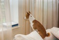 Basenji sitting on the sofa at the window and waiting