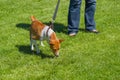 Basenji strains dog's lead