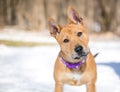 A Basenji x Shepherd mixed breed dog listening with a head tilt