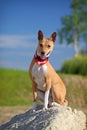 Basenjis dog Royalty Free Stock Photo