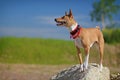 Basenjis dog