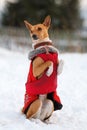 Basenjis dog