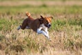 Basenjis dog coursing