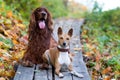 Basenjis and irish setter Royalty Free Stock Photo