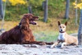 Basenjis and irish setter Royalty Free Stock Photo