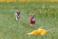 Basenjis running qualification for lure coursing championship