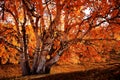 Bashang grassland in the autumn Royalty Free Stock Photo