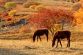 Bashang grassland in the autumn Royalty Free Stock Photo