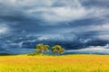 Bashang grassland in the summer