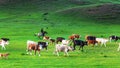 Bashang grassland in the summer