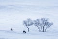 Bashang grassland in winter