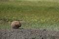 Bashful black-tailed Prairie Dog curled up in a ball from Grasslands National Park Royalty Free Stock Photo