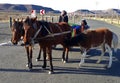 Bashful cart riders, Northern Cape, South Africa Royalty Free Stock Photo