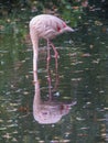 Bashful flamingo Royalty Free Stock Photo