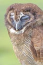 Bashful owl alone in a field in hertfordshire, England Royalty Free Stock Photo