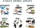 Basic animal groups and biological educational zoology scheme Royalty Free Stock Photo