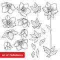 Vector set with outline Hellebore or Helleborus or Winter or Lenten rose, bud and leaves in black isolated on white background.